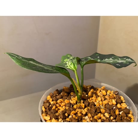 Aglaonema pictum from Aceh sumatera [T-120119] X産地