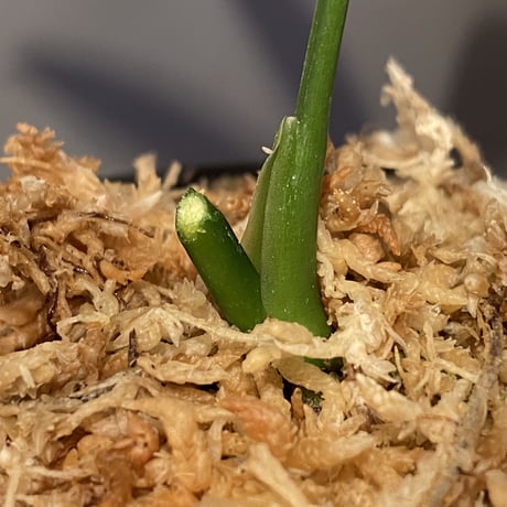 Anthurium polyschistum from Napo Ecuador [tanakay]
