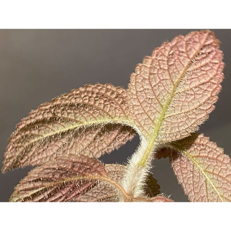 Episcia sp. from Basco Ecuador