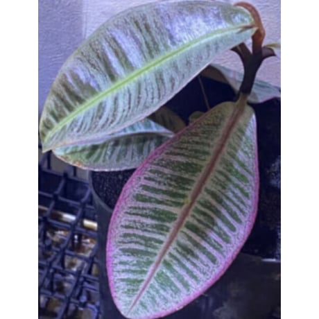 Labisia sp. from Riau