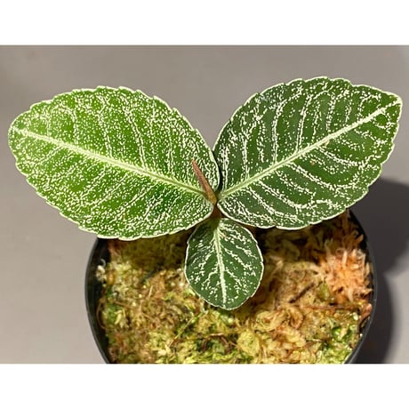 Ardisia sp. from Raub Pahang