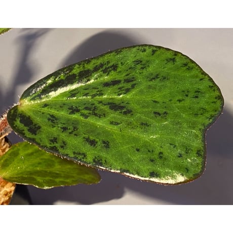 (大株) Begonia blancii