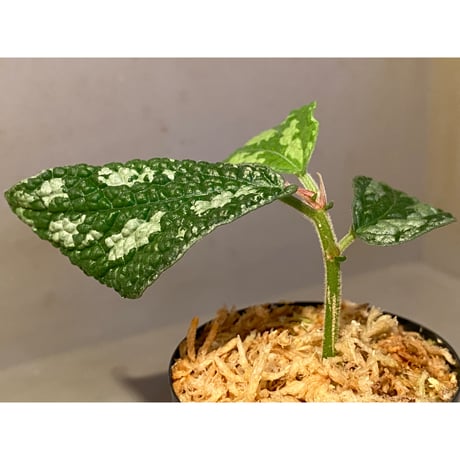 Elatostema sp. (Sri Lanka?)