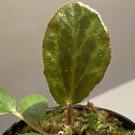 Begonia blancii