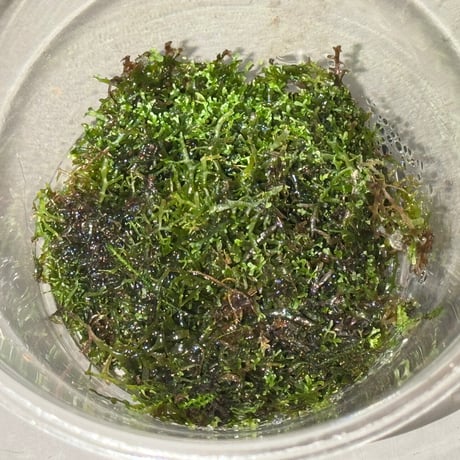 Ricardia sp. from Megetan East Java
