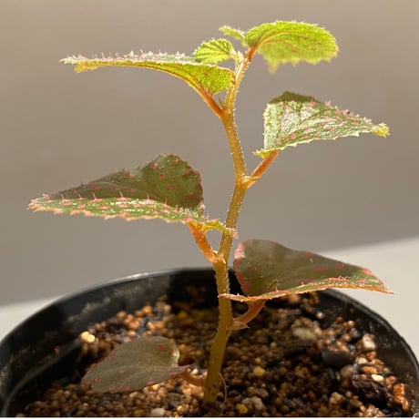 Begonia sp. from Saripoi [LA0813-2]