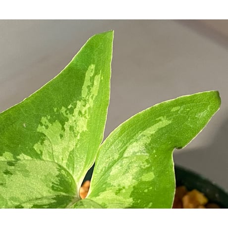 Hapaline celatrix "Tricolor" from Sekadau