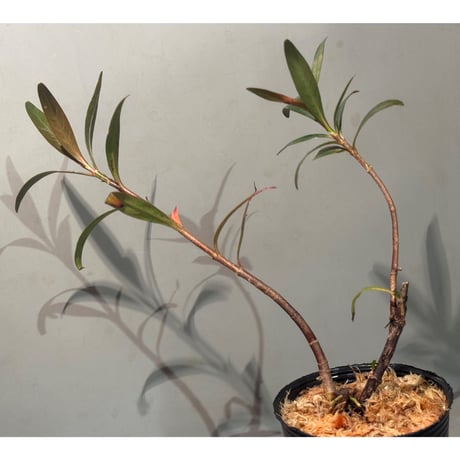 Mi Nuong Tree from Phu Yen Vietnam ②