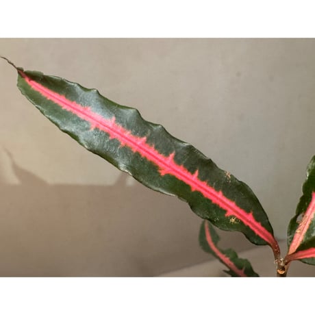 Labisia sp. from Vietnam ①