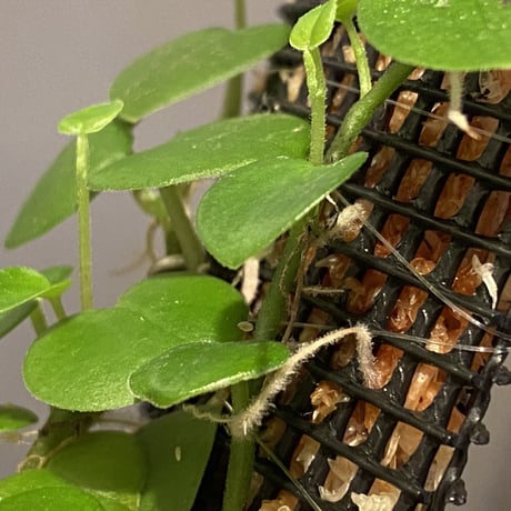 Peperomia sp. from Iquitos Peru [tanakay]