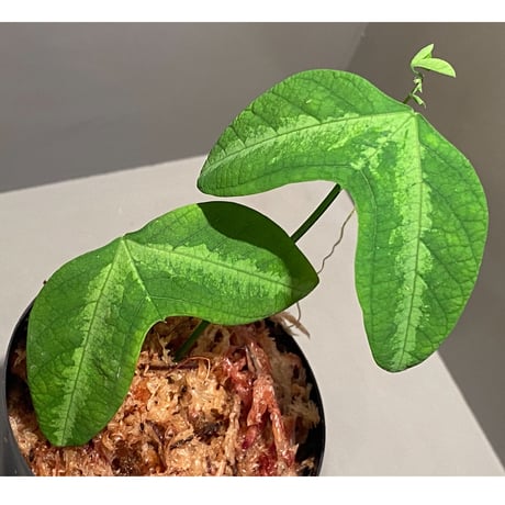Passiflora apetala from Costa Rica