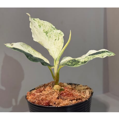 Aglaonema pictum "Variegated" from Aceh sumatera