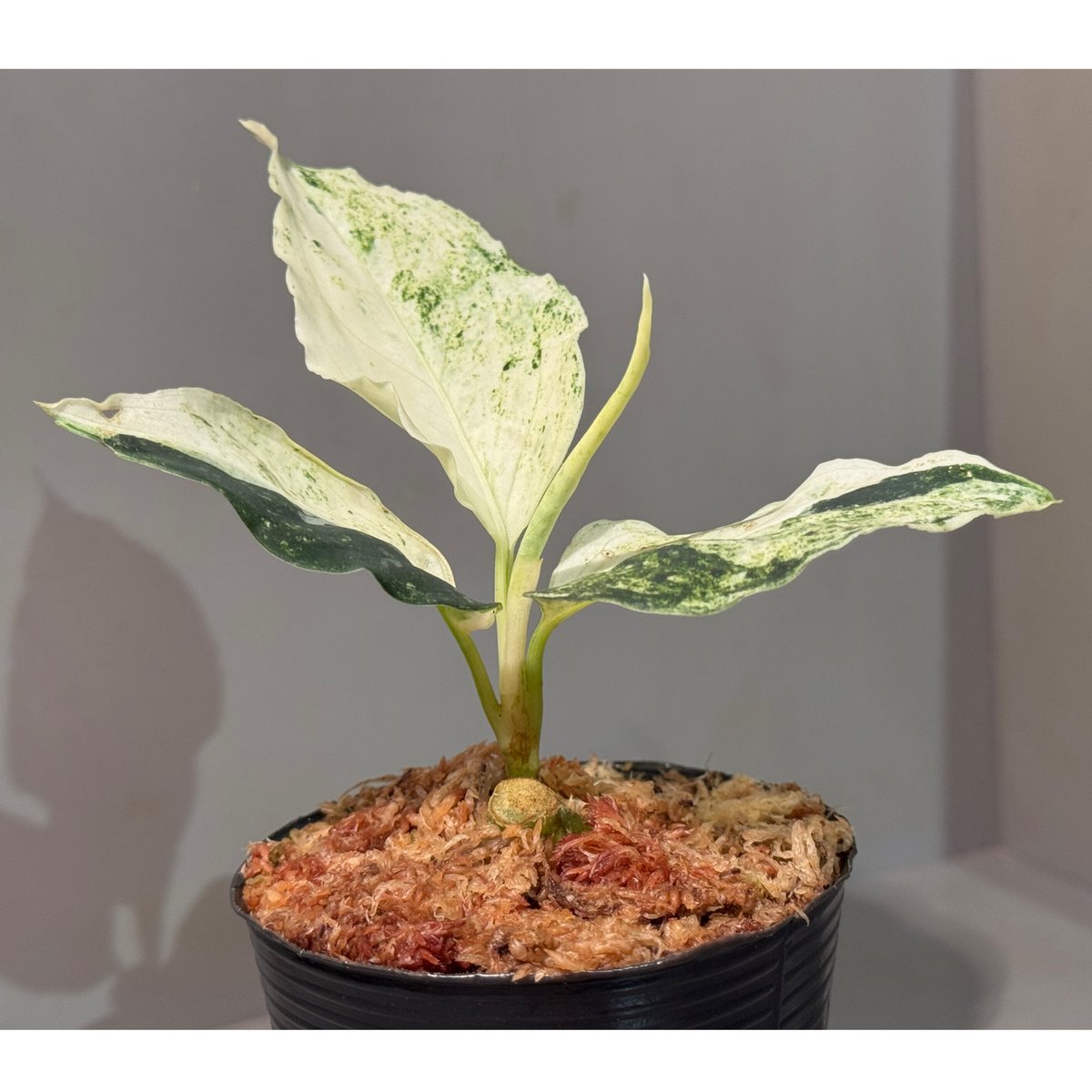Aglaonema pictum 