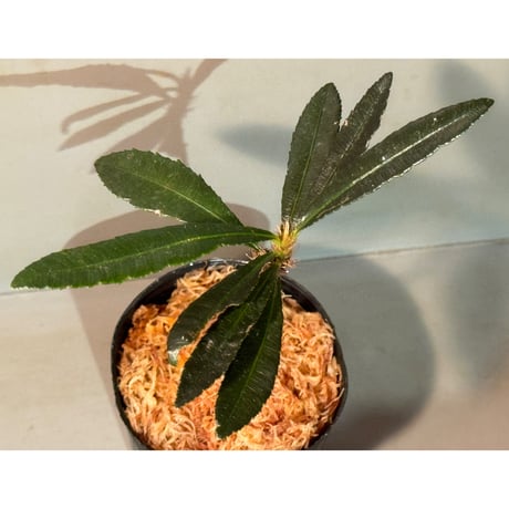 Sauvagesia serrata from West Kalimantan