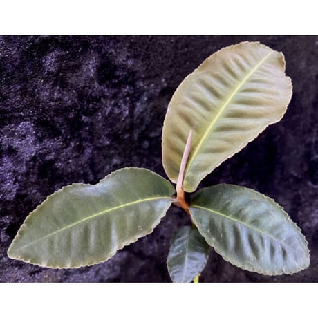 Ardisia sp. from Riau sumatera