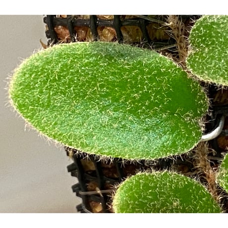 Pyrrosia nummularifolia from Santa Fe Luzon Philippines [KSB]