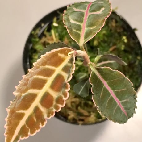 Labisia sp. from Riau  Sumatera
