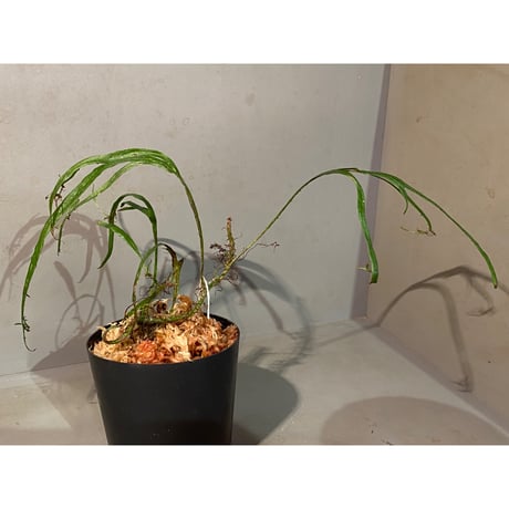 Microsorium sp. from Saripoi [LA0515-02]