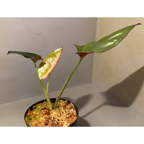 Syngonium sp. from Choco Colombia [tanakay]