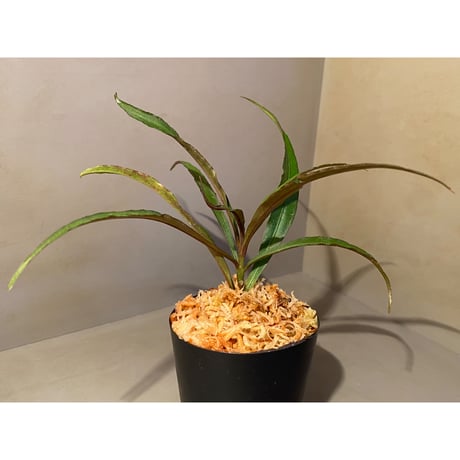 Ardisia sp. from Kapuas Hulu Kalimantan barat