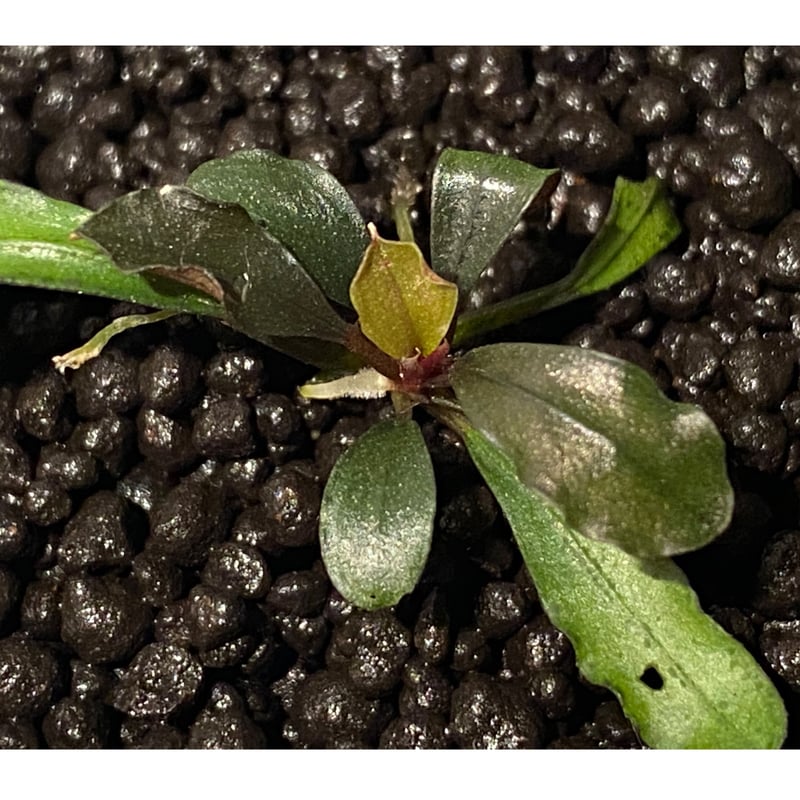 Bucephalandra sp. \"HB No9\" 赤軸　水上株 ブセファランドラ sp.HB No9【AZ0420-13】赤軸 - メルカリ