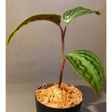 Geogenanthus undatus from Tarapoto Peru [tanakay]