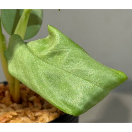 Homalomena sp. "Shirogane" SGG from Pulau Linga [HW1017-XX]