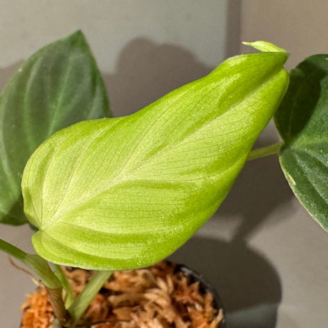 Philodendron melanochrysum