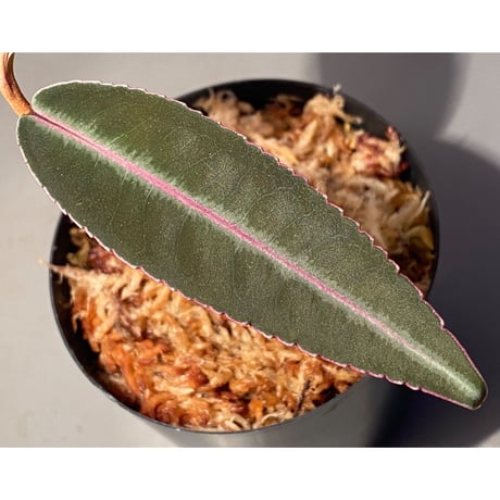Labisia pumila from Solok sumatera [LA0117-01]