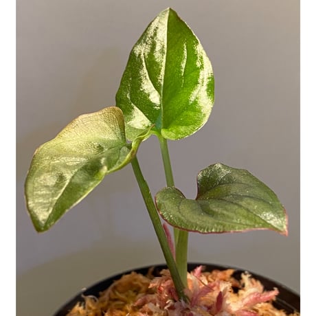 Syngonium sp. from Choco Colombia [tamakay]