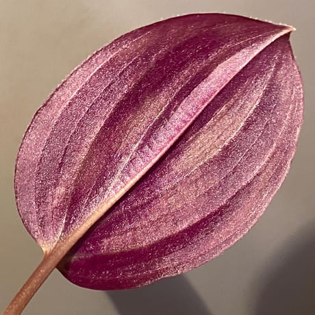 Spatholirion sp. from Guangxi