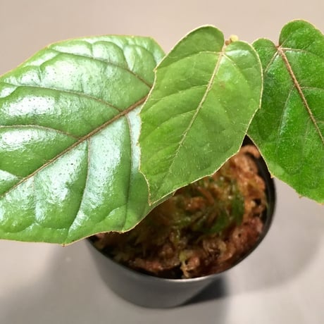 Pterisanthes sp. from Sabah Malaysia