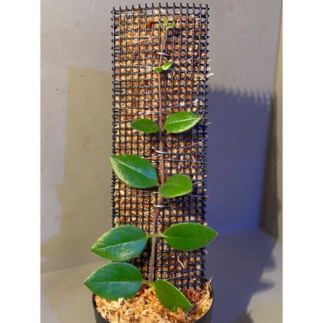 エスキナンサス | STORES