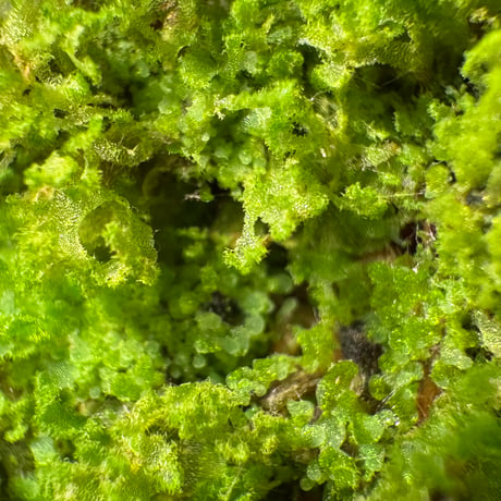 Unknown fern