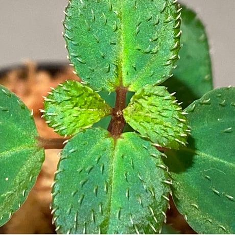 Sarcopyramis parvifolia from Malaysia [カミハタ]