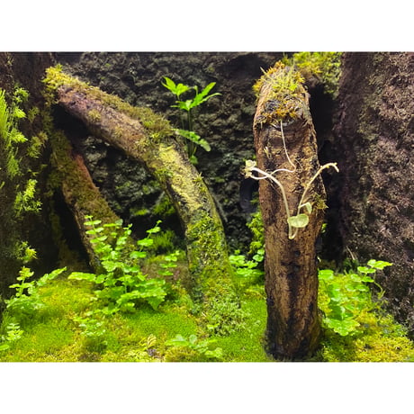 Moss from Ipoh State Malaysia