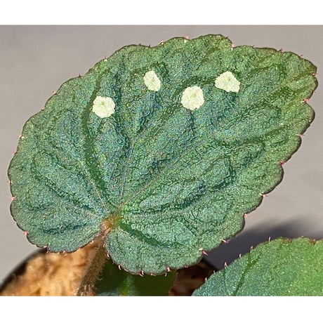 Begonia sp. from Tuyen Quang [YH1117] TK