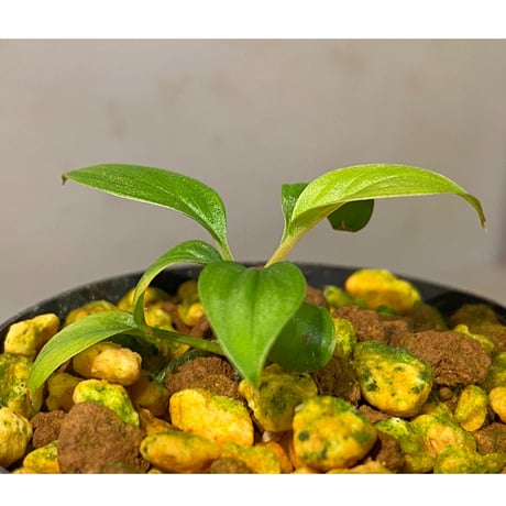 Homalomena sp. from Padang sumatera [LA0117-02]