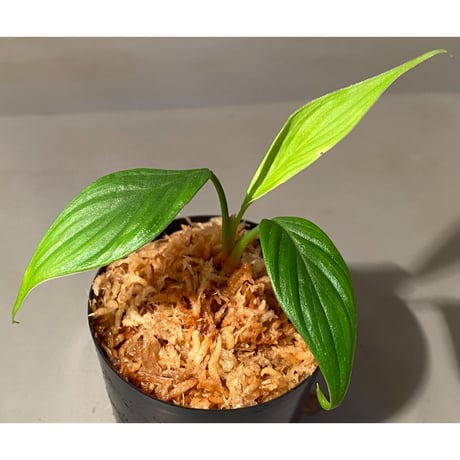 Homalomena sp. "蛟" from Sumatera Utara [LA0318-02]