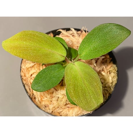 Homalomena sp. "Bentong Black" from Bentong [AZ0117-3]