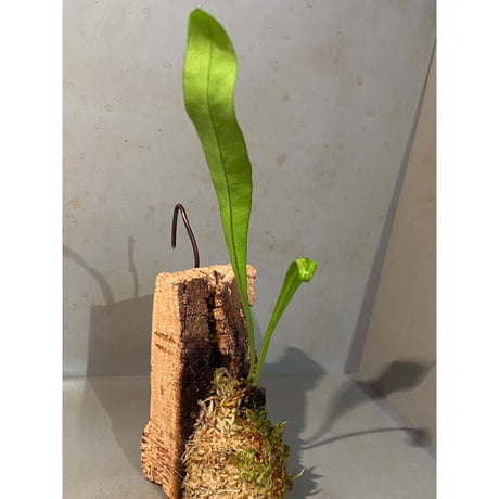 Asplenium sp. from Sangkhlaburi Kanchanaburi Thailand ①