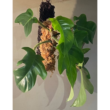 Philodendron squamiferum ①