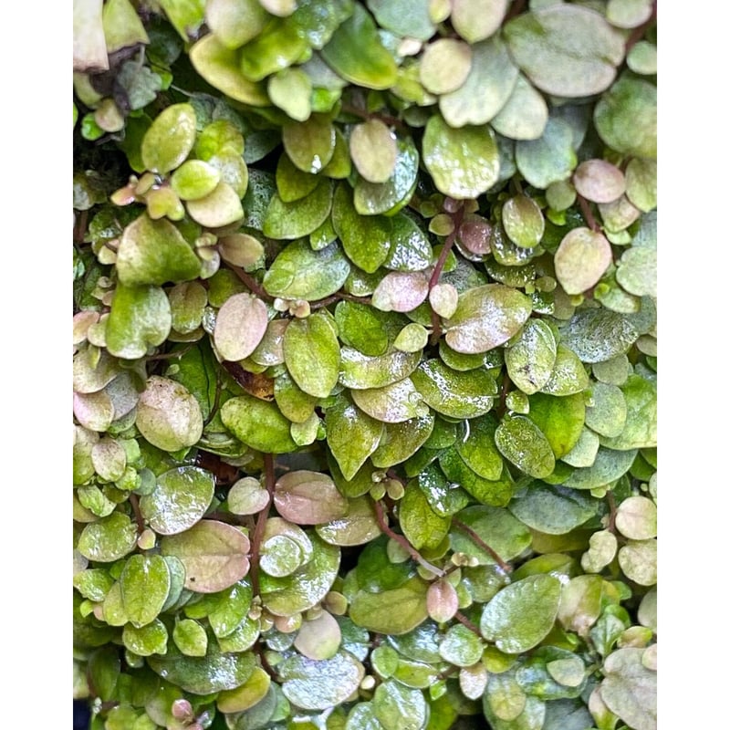 Ficus sp. from Aceh sumatera [LA0616-04] | M・R・G・R