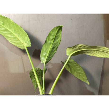 Schismatoglottis sp. from China [カミハタ]
