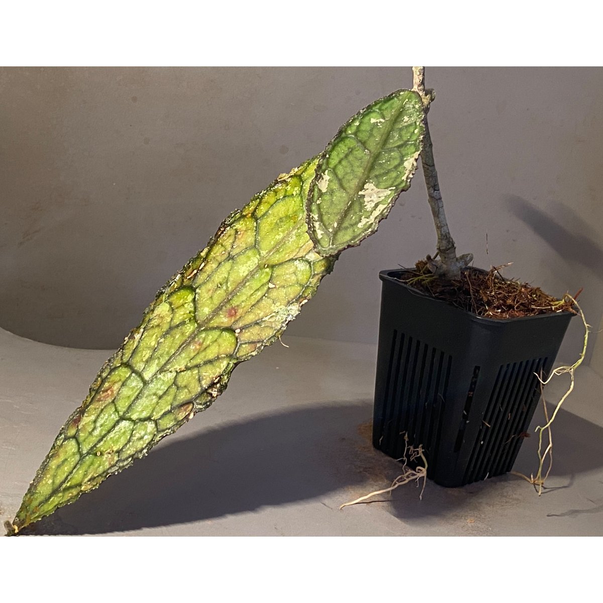 Hoya clemensiorum from Aceh, sumatera 伊藤蟻植物農園 |