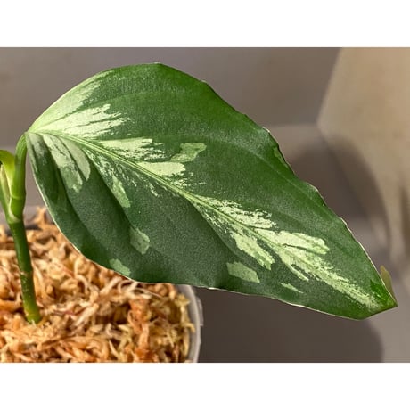 Aglaonema pictum “Purple Rain” BNN from Sibolga timur ［AZ0516-2e］