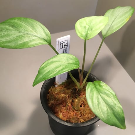 Homalomena sp. 銀4 from Cameron Highlands [TK060315]