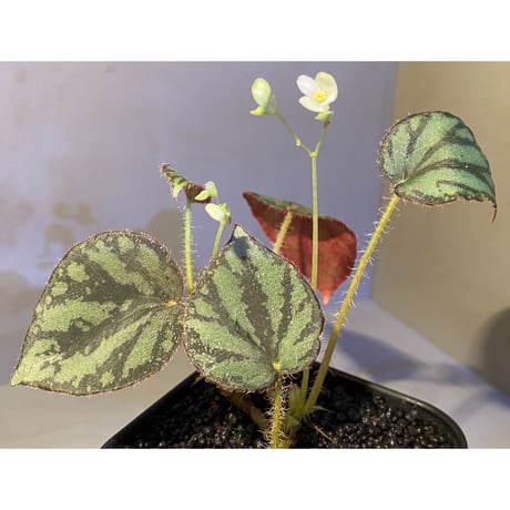 Begonia luzonensis