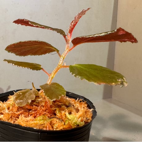 Begonia sp. from Kapuas hulu West Kalimantan