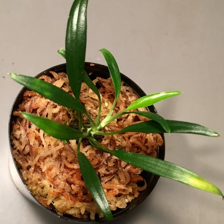 Homalomena sp. from Limbang [TB]